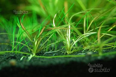 Echinodorus tenellus, piante da primo piano ecc