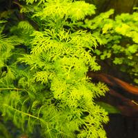 Ceratopteris Thalictroides - Pianta acquario