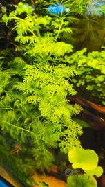 Ceratopteris Thalictroides - Pianta acquario