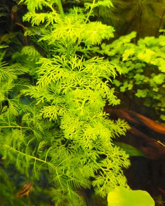 Ceratopteris Thalictroides - Pianta acquario