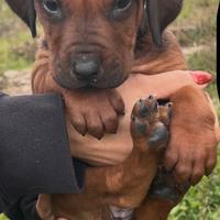 Rhodesian Ridgeback