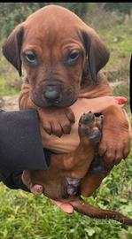 Rhodesian Ridgeback