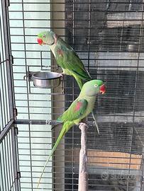 Coppia di grande alessandrino