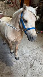 Pony Shetland