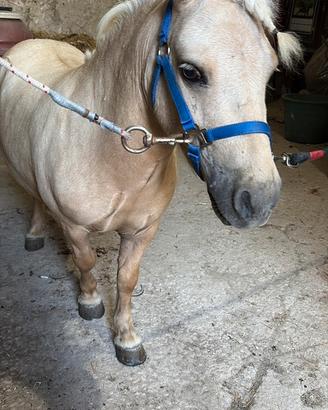 Pony Shetland