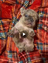 Cucciolo bulldog francese