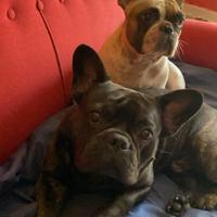 Cuccioli di bulldog francese