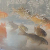Pesci assortiti x acquario/laghetto