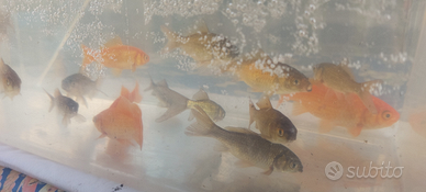 Pesci assortiti x acquario/laghetto