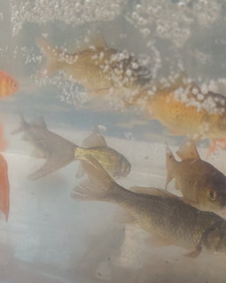 Pesci assortiti x acquario/laghetto