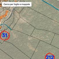 Terreno uliveto e bosco