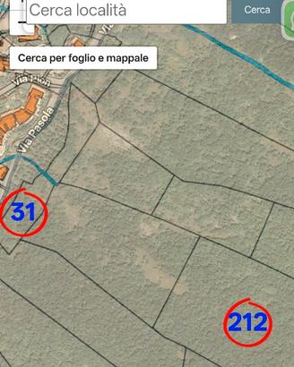 Terreno uliveto e bosco