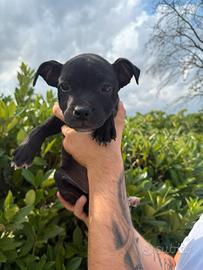 Staffordshide bull terrier