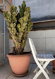 cactus mostruoso di 30 anni " cereus peruvianus" 