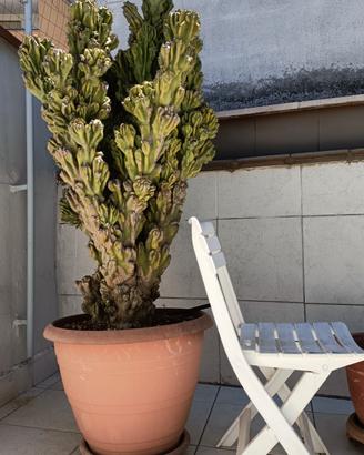 cactus mostruoso di 30 anni " cereus peruvianus" 