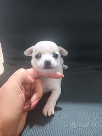 Chihuahua  toy cucciolo