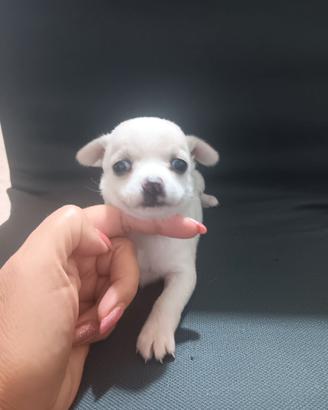 Chihuahua  toy cucciolo