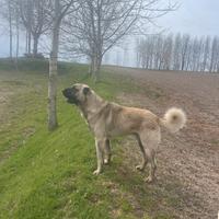 Kangal