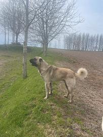 Kangal
