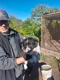 Cucciolo border collie
