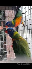 Lory arcobaleno