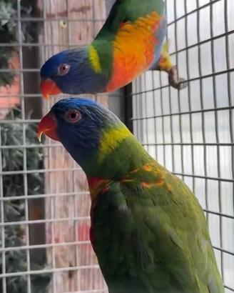Lory arcobaleno