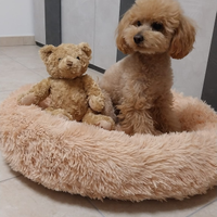 Barboncino per monta