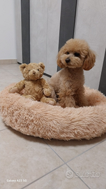 Barboncino per monta