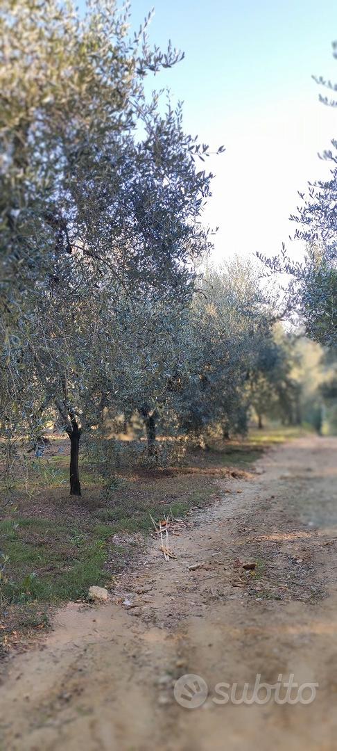 Uliveta in produzione - Vista 3