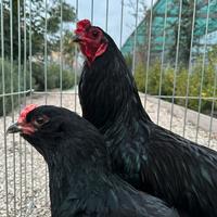 Galline araucana