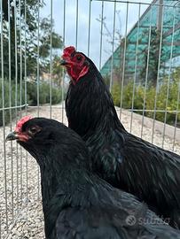 Galline araucana