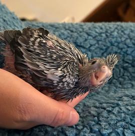 Calopsite allevata a mano