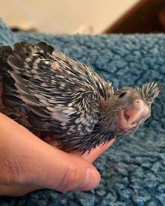 Calopsite allevata a mano