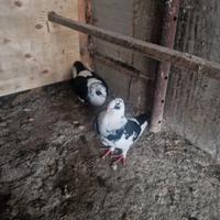 Colombi american gigant homer