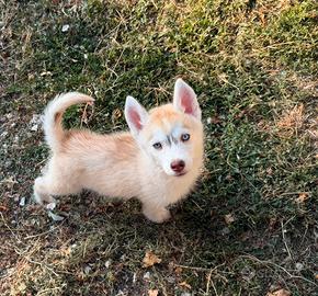 Husky Siberian Disponibili da subito