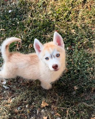 Husky Siberian Disponibili da subito