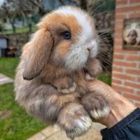 Conigli minilop cuccioli
