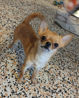 Chihuahua