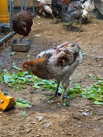 Galline/galli ornamentali