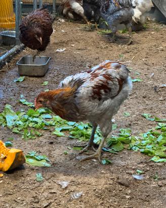 Galline/galli ornamentali