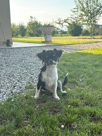 Cucciola di chihuahua