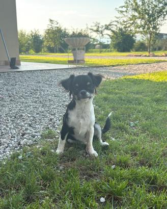Cucciola di chihuahua