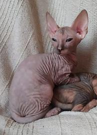 Gattina don sphynx gommissima
