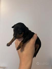 Cuccioli di Pinscher Nano