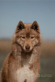 Cuccioli siberian husky