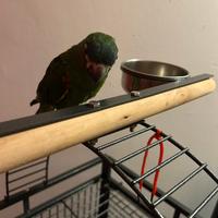 Pappagallo L'Ara Nobilis