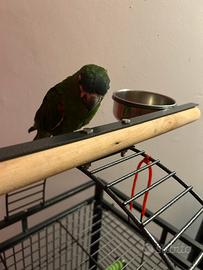 Pappagallo L'Ara Nobilis