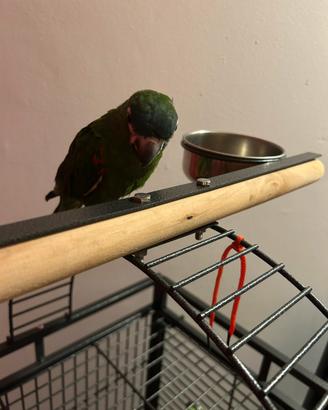 Pappagallo L'Ara Nobilis