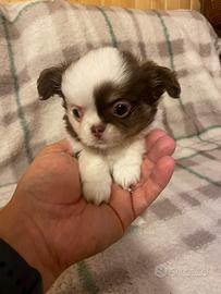 Chihuahua