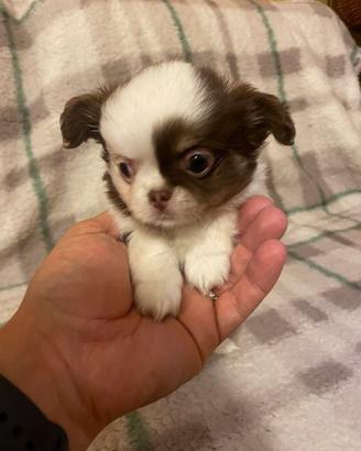 Chihuahua